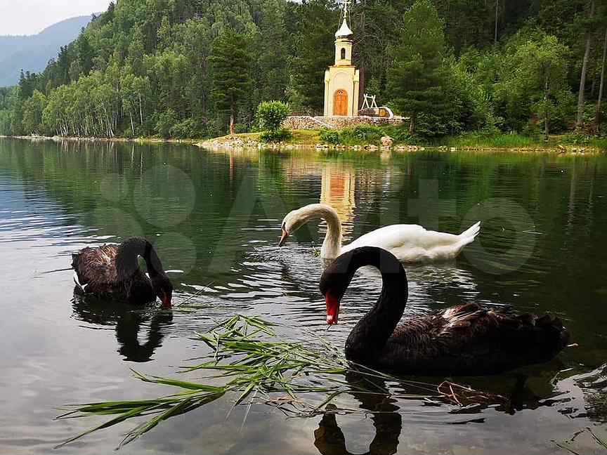 Выдрино теплые озера базы отдыха фото тёплые озера - Авито Объявления в Иркутске: купить вещь, выбрать исполнителя или