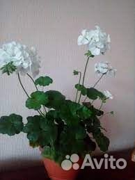 Герани,кактус, декабрист и шикарные бегонии