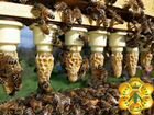 Пчеломатки объявление продам