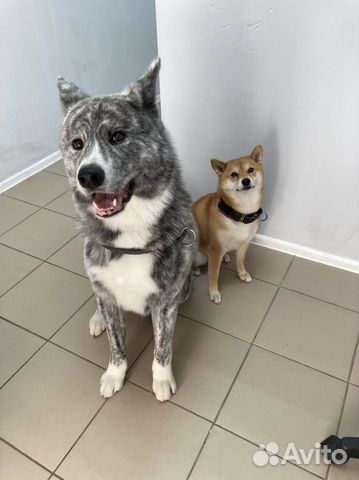 Стрижка и груминг собак и кошек