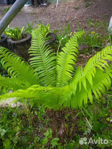 Папоротник