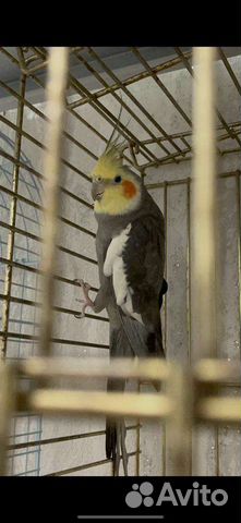 Ручные Попугаи корелла самки и самцы с клеткой