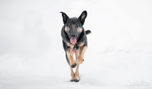 Ласковый и нежный пес в добрые руки