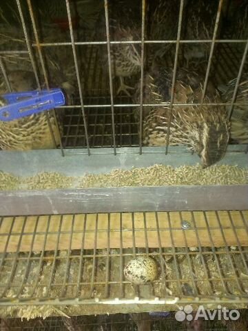 Яйцо,птенцы и помёт перепелов,бройлеры