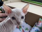 Сфинкс котенок объявление продам