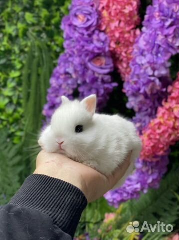 Хотот кролик супер-мини