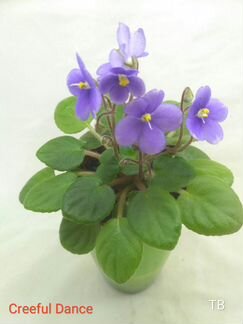 Фиалки-трейлеры (ампельные)