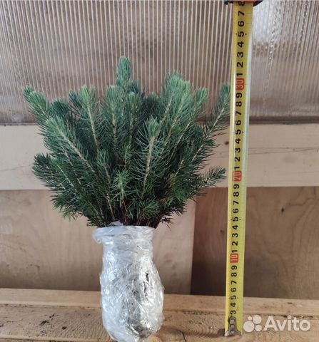 Ель голубая саженцы / сеянцы