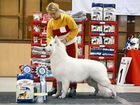 Швейцарская овчарка объявление продам