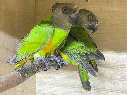Попугай Сенегал птенцы