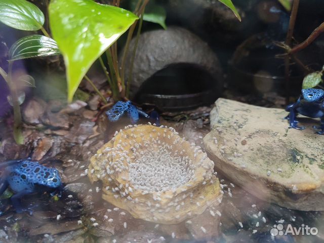 Доставка / Дрозофила Хидея и Меланогастер