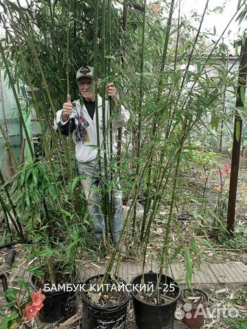 Саженцы бамбука китайского