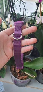 Ошейник для собак