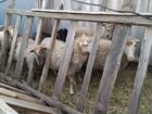 Овцы, на мясо или разведение объявление продам