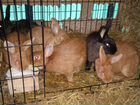 Кролики : кроль и две самки объявление продам
