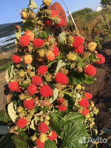 Малина маравила