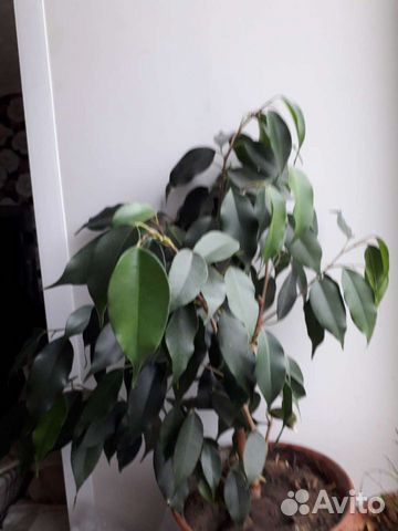 Фикус бенджамина