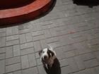 Собака долматинец,с превивками итд. цена, 3 т руб объявление продам