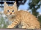 Котятки Мейн-кун объявление продам