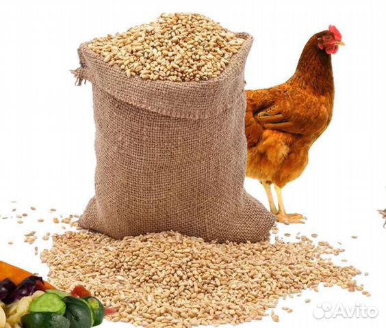 Комбикорм Пшеница Зерно Кормосмесь