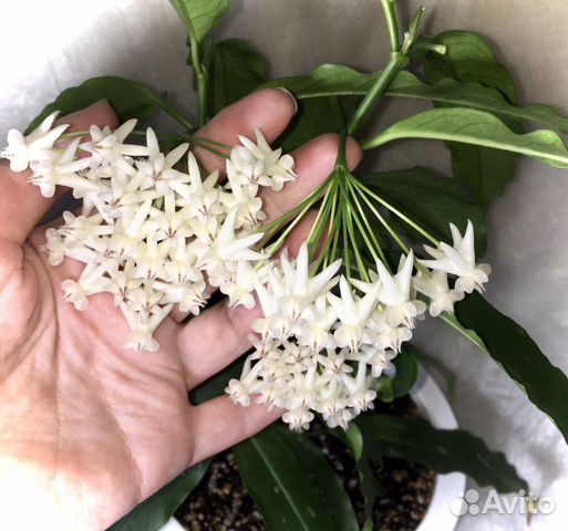 Хойи, обновленный список, добавлены новые сорта