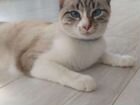 Котята от тайской мамы объявление продам
