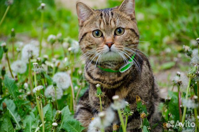 Шотландский кот вязка