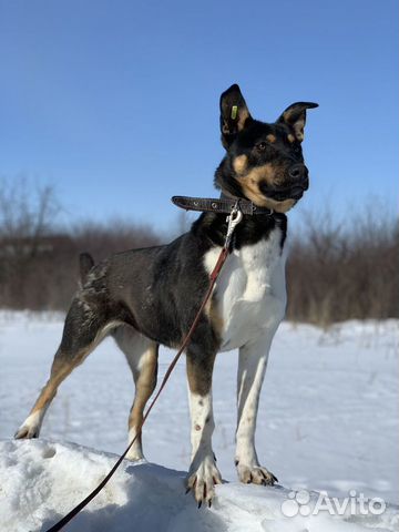 Виктория в поисках дома