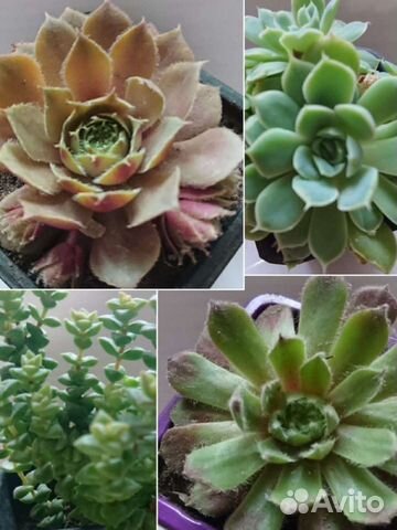 Суккуленты