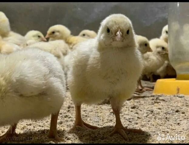 Цыплята бройлеры кобб 500