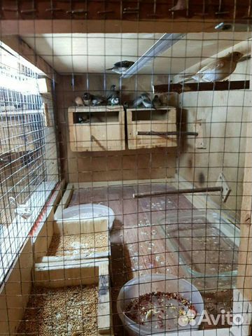 Зебровые,японские,рисовые амадины