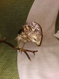 Чучело ястреба