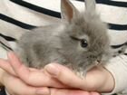 Декоративные кролик объявление продам