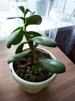 Денежное дерево