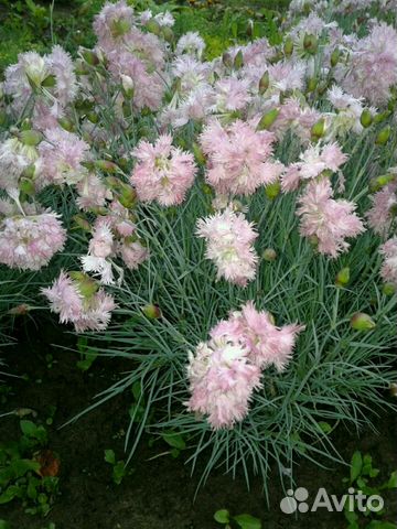 Цветы для сада