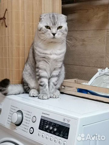 Вязка кот шотландская шиншилла