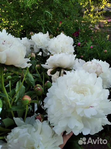 Многолетние садовые цветы