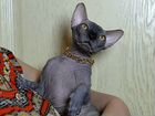 Канадский сфинкс котенок мальчик объявление продам