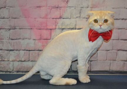 Стрижка, мытье, вычес котов, кошек без наркоза