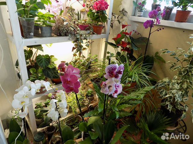 Комнатные цветы, домашние растения