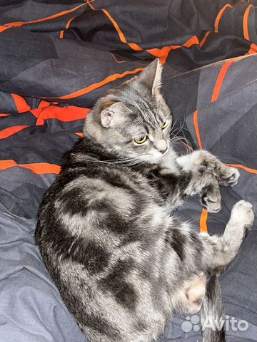 Кошка ищет дом