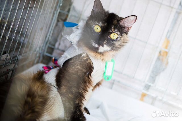 Кастрация/ Стерилизация животных