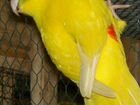 Новозеландские бегающий попугай (Какарик)