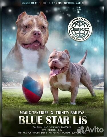 Американский булли мерль вязка Краснодар