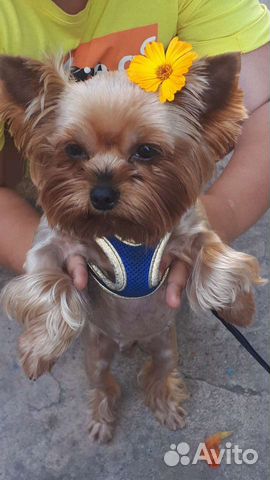 Йоркширский терьер вязка