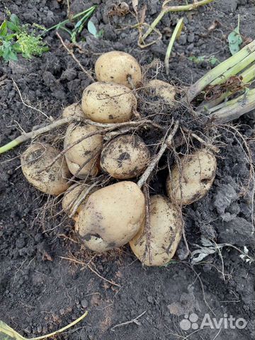 Семенной картофель