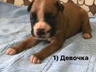 Собаки щенки немецкий боксёр объявление продам