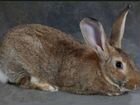 Кролики порода фландер объявление продам