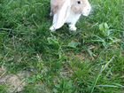 Кролики Французский баран объявление продам