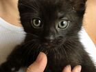 Черные котята с голубыми глазами